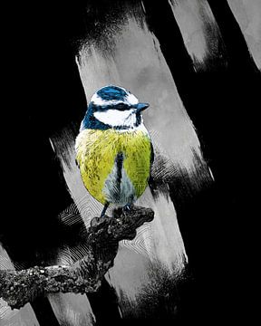 Blue tit on black and white background - Illustration by Gianni Argese