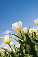 Witte tulpen