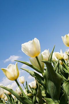 Witte tulpen van Wim de Lange