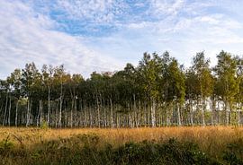Birch tree forest by Els Oomis