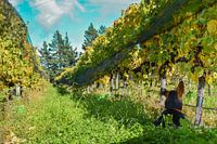 Thibault the vineyard dog