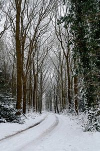 L'hiver à Baggelhuizen