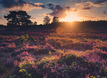 Zonsondergang over de Paarse heide