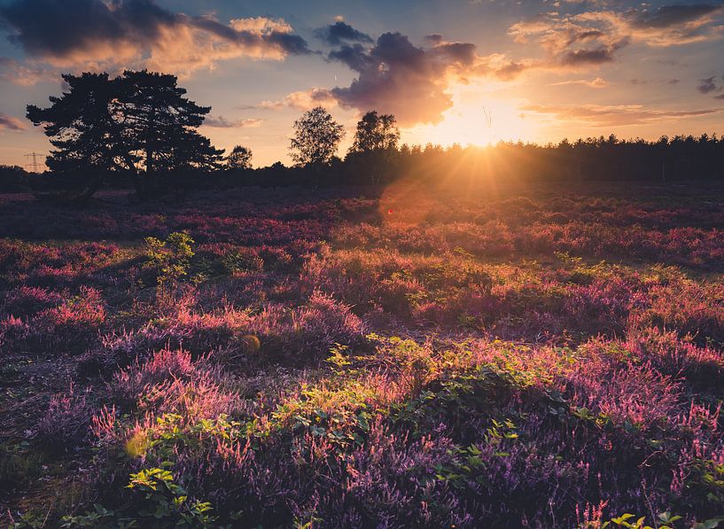 Sonnenuntergang über dem Purpurnen Heidekraut von Lieke Dekkers