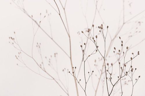 Wildflowers Natural Beige