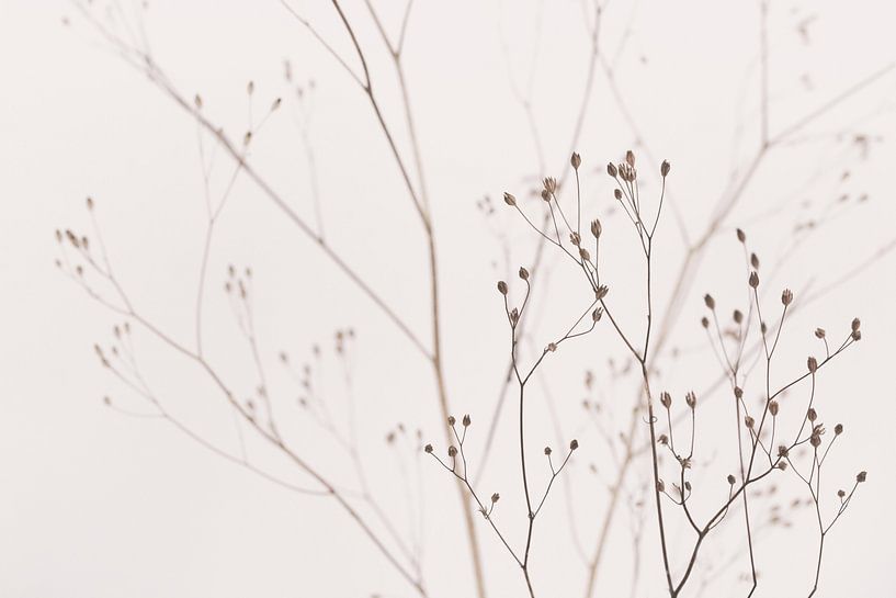 Wildflowers Natural Beige by Monika Strigel