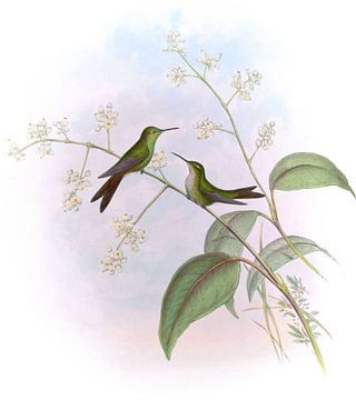 Riccord's zoemende vogel, John Gould van Hummingbirds