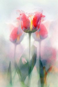 Tulpen im Nebel
