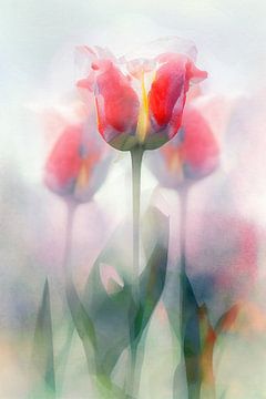 Tulipes dans le brouillard sur Bert Nijholt