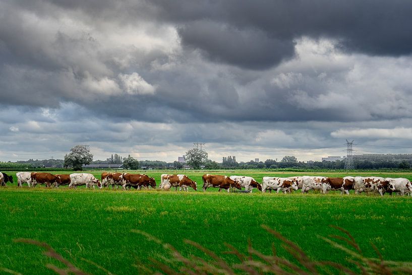 Cow file by René van der Waals