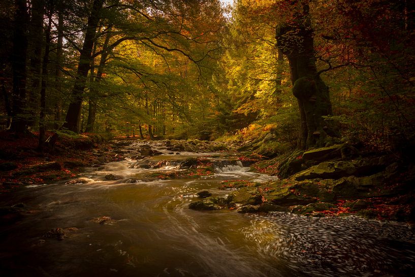 Herbstlicher Geisterwald im Hochmoor Belgien von Erwin Stevens