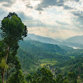 Das Erwachen von Ceylon von Lex van Doorn