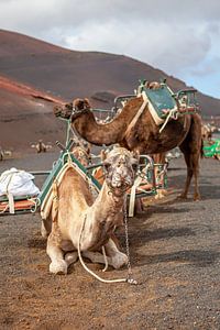 Dromedare auf Lanzarote