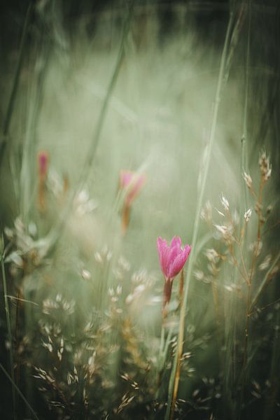 Roze bloem in het gras van Jan