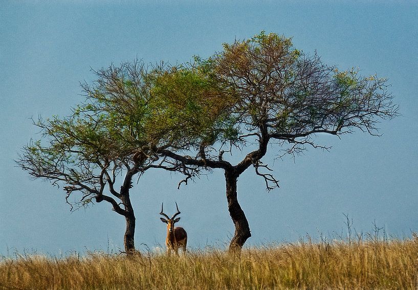 Springbok par Marcel van Balken