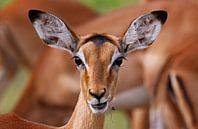 Impala - Africa wildlife van W. Woyke thumbnail
