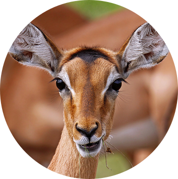 Impala - Africa wildlife van W. Woyke