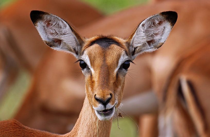 Impala - Afrika wildlife van W. Woyke