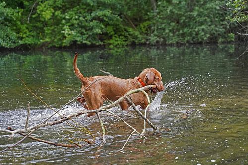 Waterspelletjes aan het meer met een bruine Magyar Vizsla draadhaar.