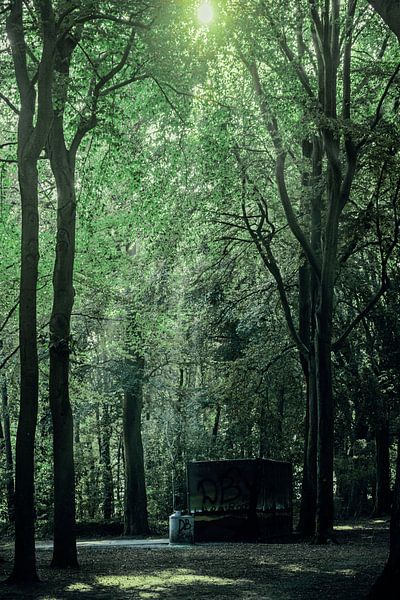 Hoge bomen in de zomer op landgoed Visdonk (Roosendaal) van Fotografie Jeronimo