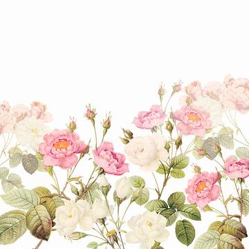 Vintage - Alte Pink Englische Rosen von Floral Abstractions