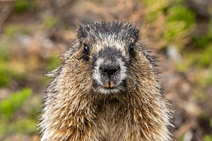 Rocky Mountains Marmot van Roland Brack