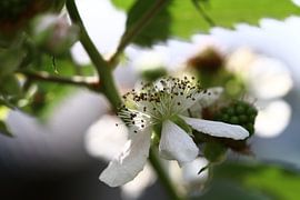 Brombeerblüte von By Monique