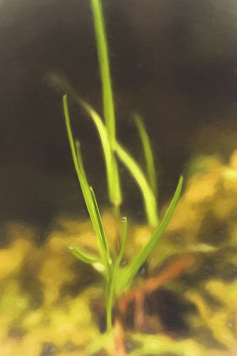 De Anonieme Grasspriet