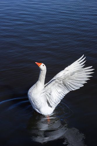 A white goose spreads its wings