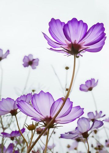 TENDER VIOLET BLOSSOMS v2