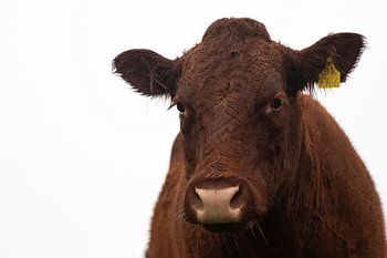 Roodbruine koe
