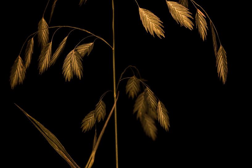 fish grass by anja Lissenberg