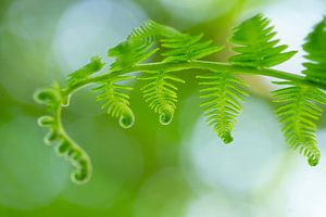 Frische grüne Blätter eines Farns