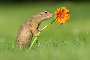 Ground squirrel with flower by Dick van Duijn