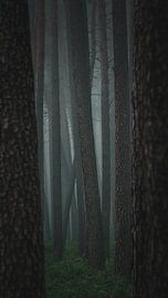 Forêt sombre sur Jakub Wencek