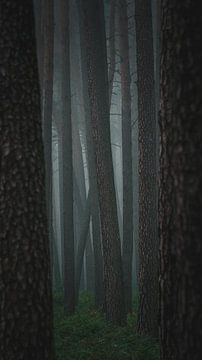 Forêt sombre sur Jakub Wencek