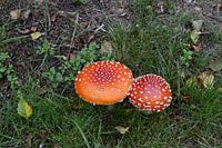 paddestoel onder de struiken bij  ons vakantiehuisje