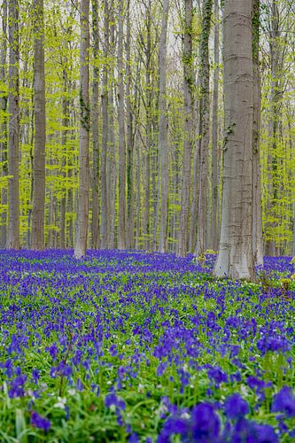 Een zee van prachtig bloeiende boshyacinten in het Hallerbos brengen een magische sfeer te weeg