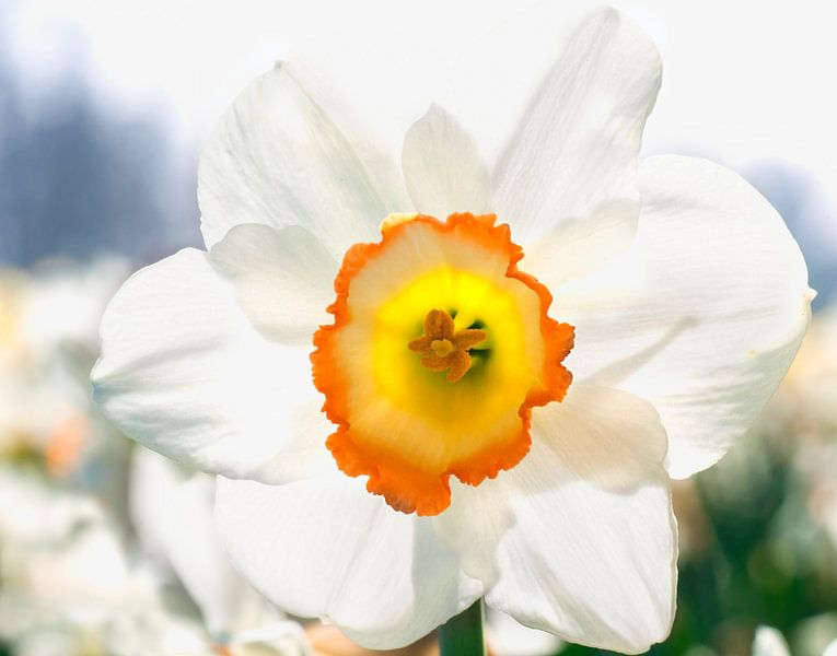 Daffodil in the field by Anouschka Hendriks
