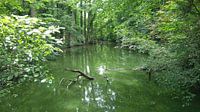 Étang marécageux entouré d'arbres et de buissons. Domaine de Kruikenburg, Ternat, Belgique