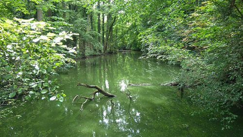Vijver moeras omringd door bomen en struiken. Domein Kruikenburg, Ternat, België