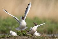 Black-headed gulls portrait