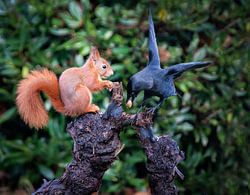 Eichhörnchen und Dohle