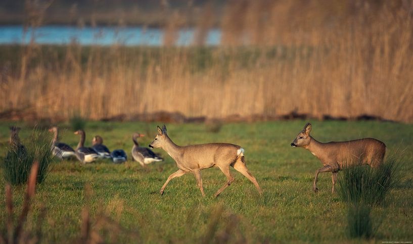 Rehe in der frühen Morgensonne von Frans Hollander