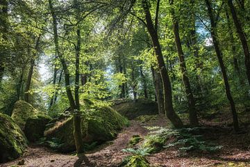 Het bos van Huelgoat  van Hanneke Luit