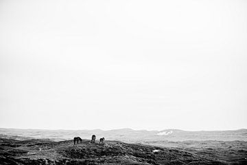 exmoor ponies on texel dunes by Karen Velleman