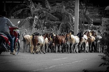 Een kudde geiten op de weg