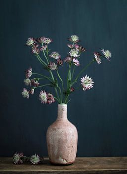 Stilleven met Astrantia Zeeuws knoopje