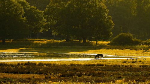 Edelhert in Weerterbos