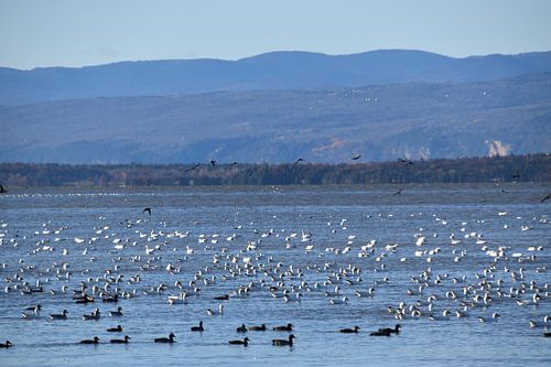 Vogels op de rivier in de herfst